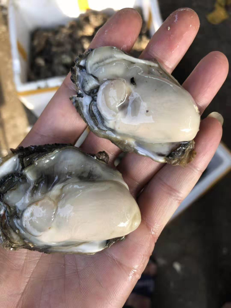 小包装福建生蚝牡蛎烧烤清蒸高压锅海蛎产地电商社区团购