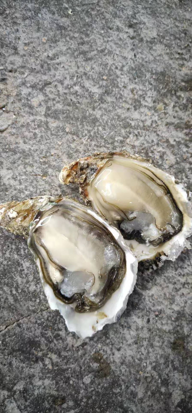 小包装福建生蚝牡蛎烧烤清蒸高压锅海蛎产地电商社区团购