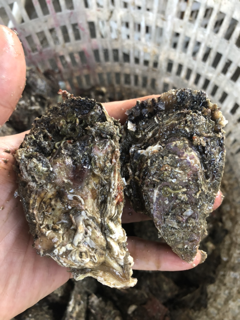 福建蚝生蚝清甜可口牡蛎肥度足海蛎产地直发全国