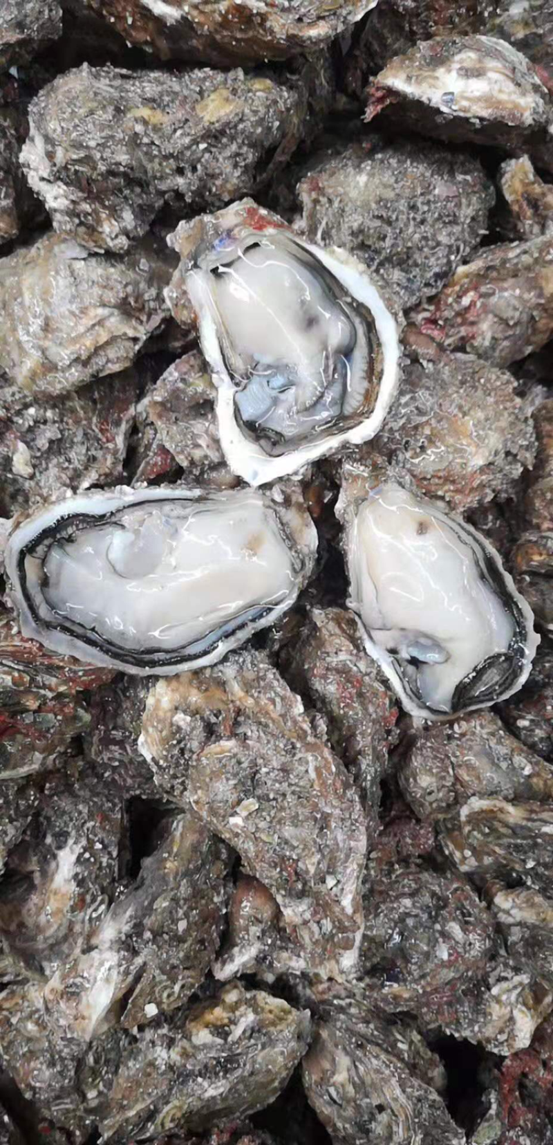 福建蚝生蚝清甜可口牡蛎肥度足海蛎产地直发全国