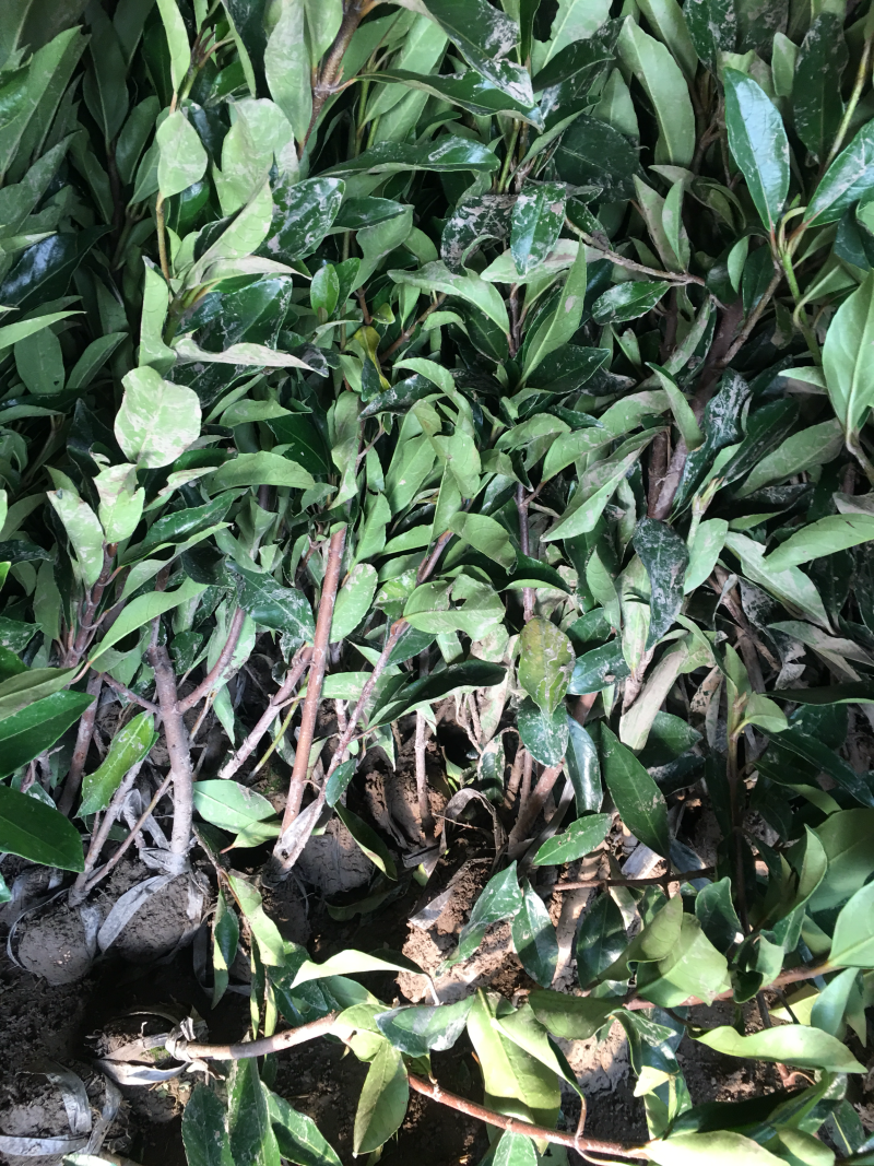 红瑞木红马球价格便宜高度50-1.2