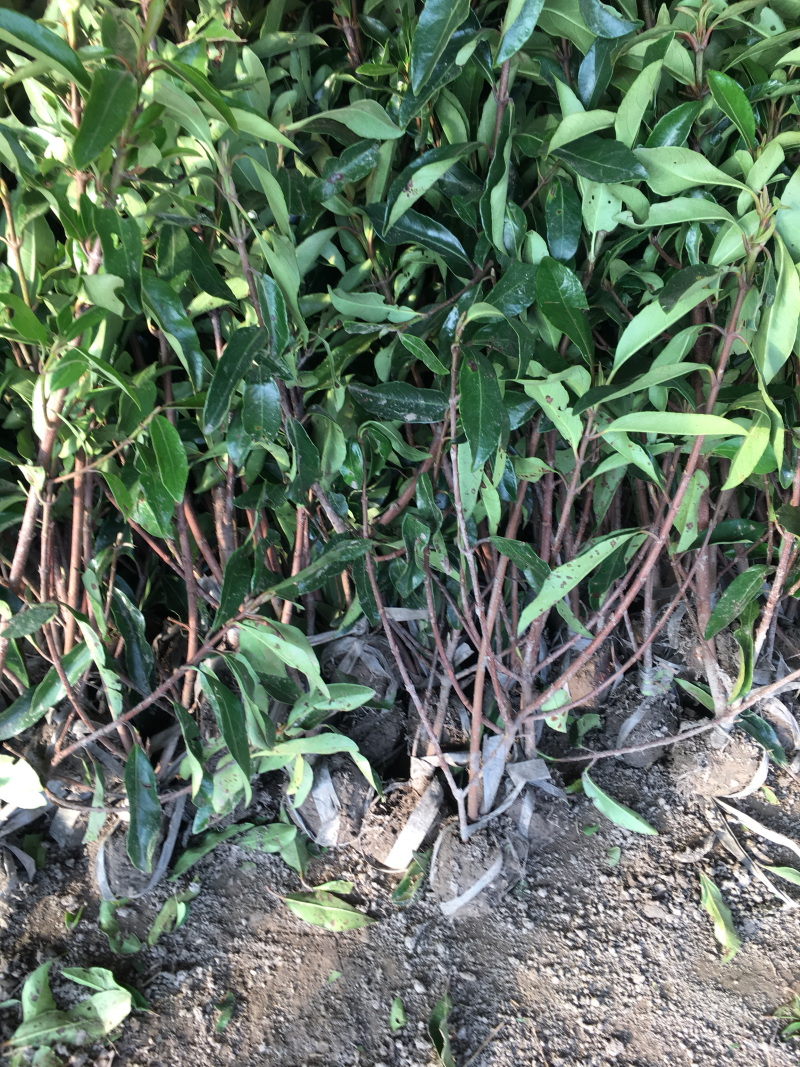 红瑞木红马球价格便宜高度50-1.2
