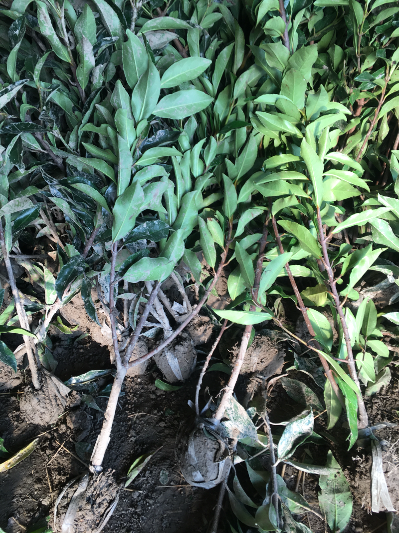 红瑞木红马球价格便宜高度50-1.2