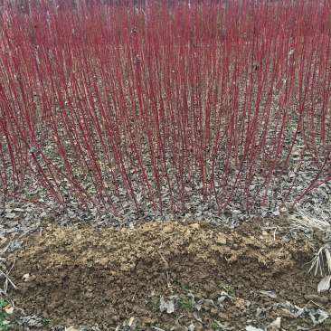 红瑞木红马球价格便宜高度50-1.2
