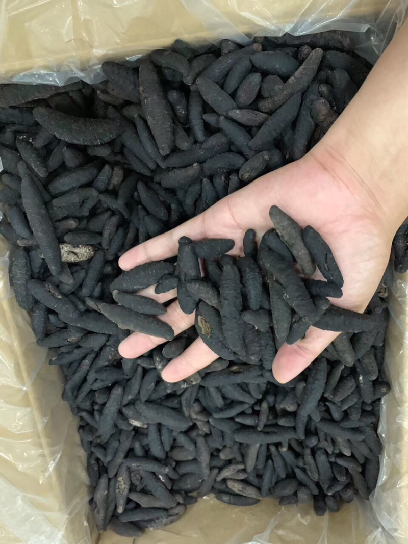 海参，无剌土耳其，