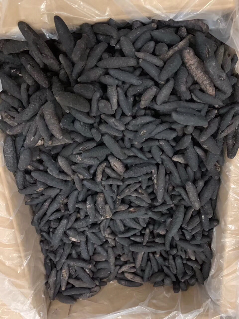 海参，无剌土耳其，