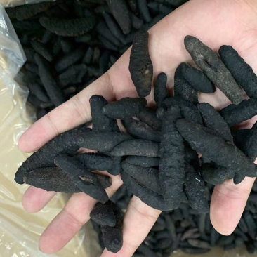 海参，无剌土耳其，