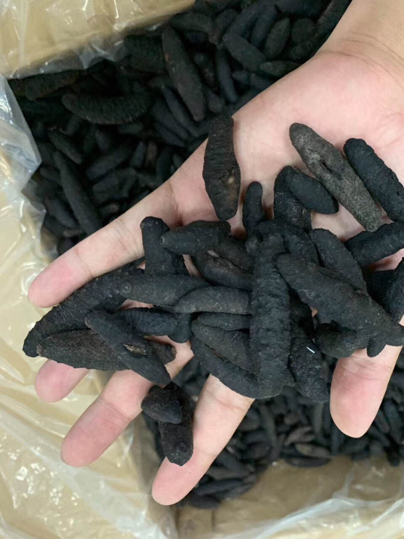 海参，无剌土耳其，