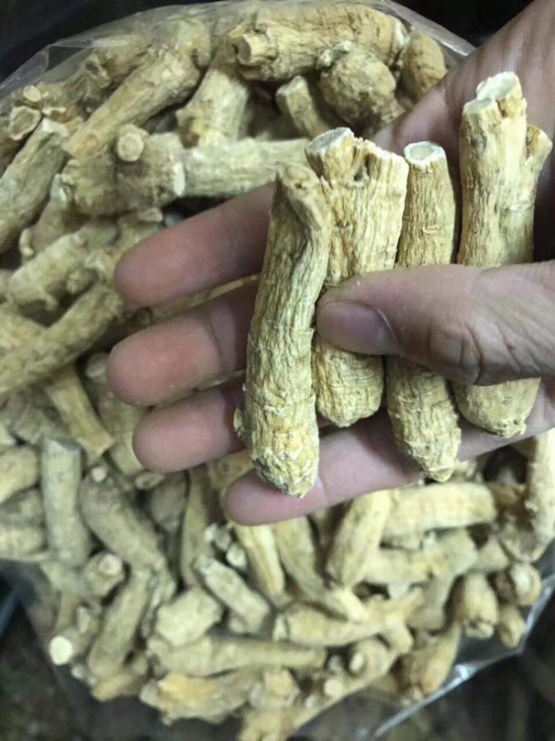 花旗参，加拿大花旗参条