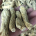 花旗参，加拿大花旗参条