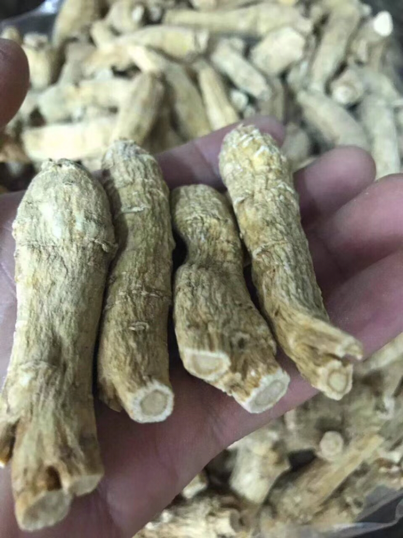 花旗参，加拿大花旗参条