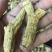 花旗参，加拿大花旗参条