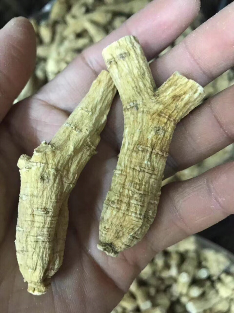 花旗参，加拿大花旗参条