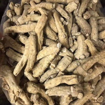 花旗参，加拿大花旗参条
