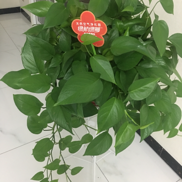 绿萝净化空气原盆发货不包含花架