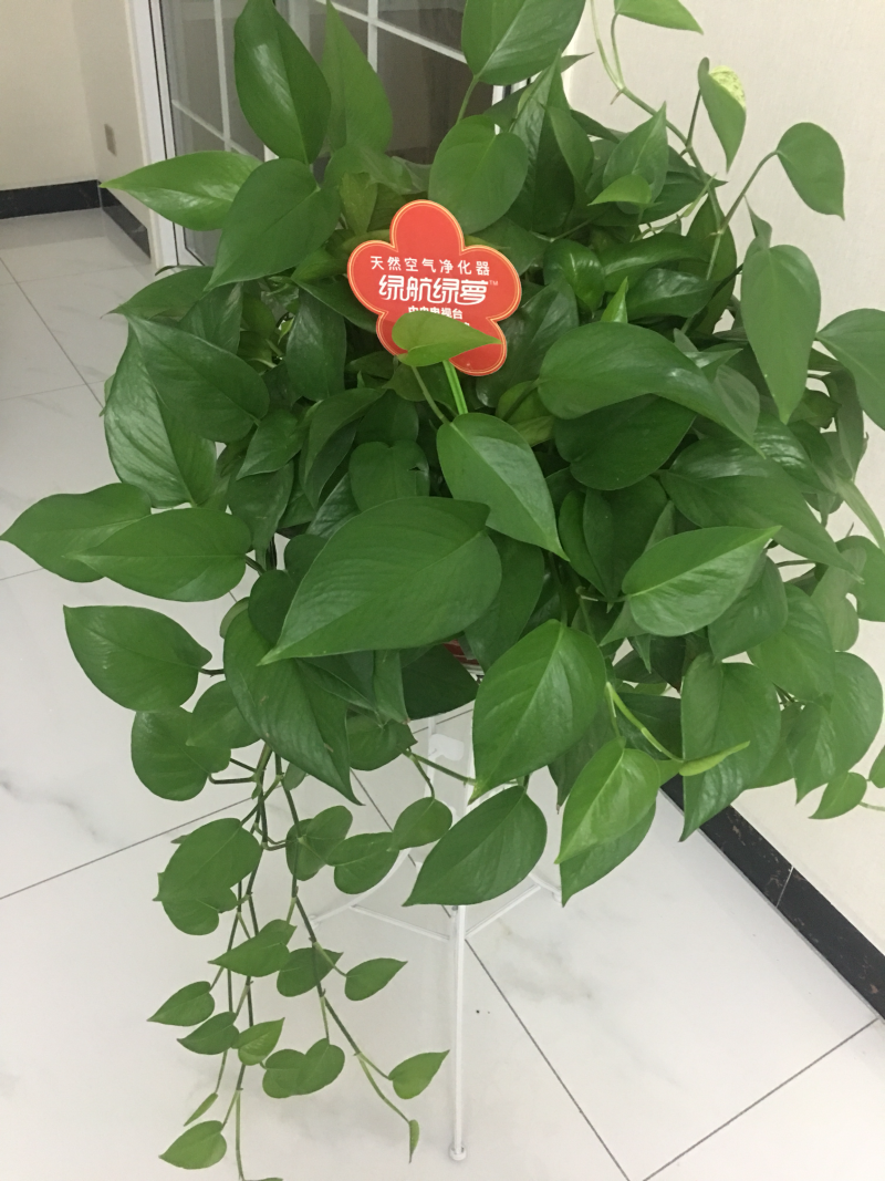 绿萝净化空气原盆发货不包含花架