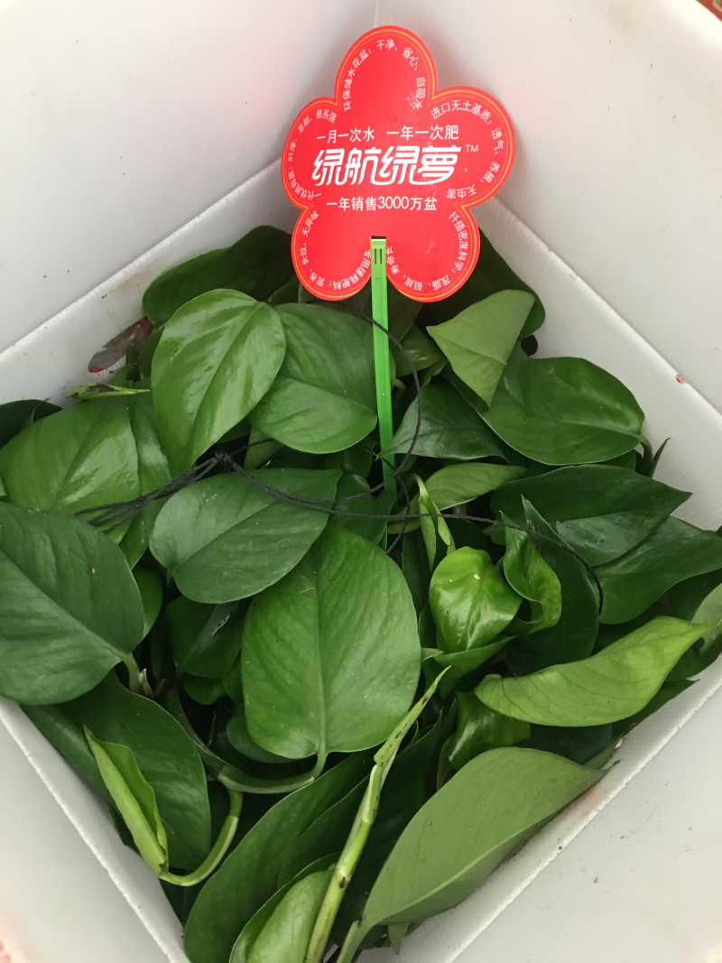 绿萝净化空气原盆发货不包含花架