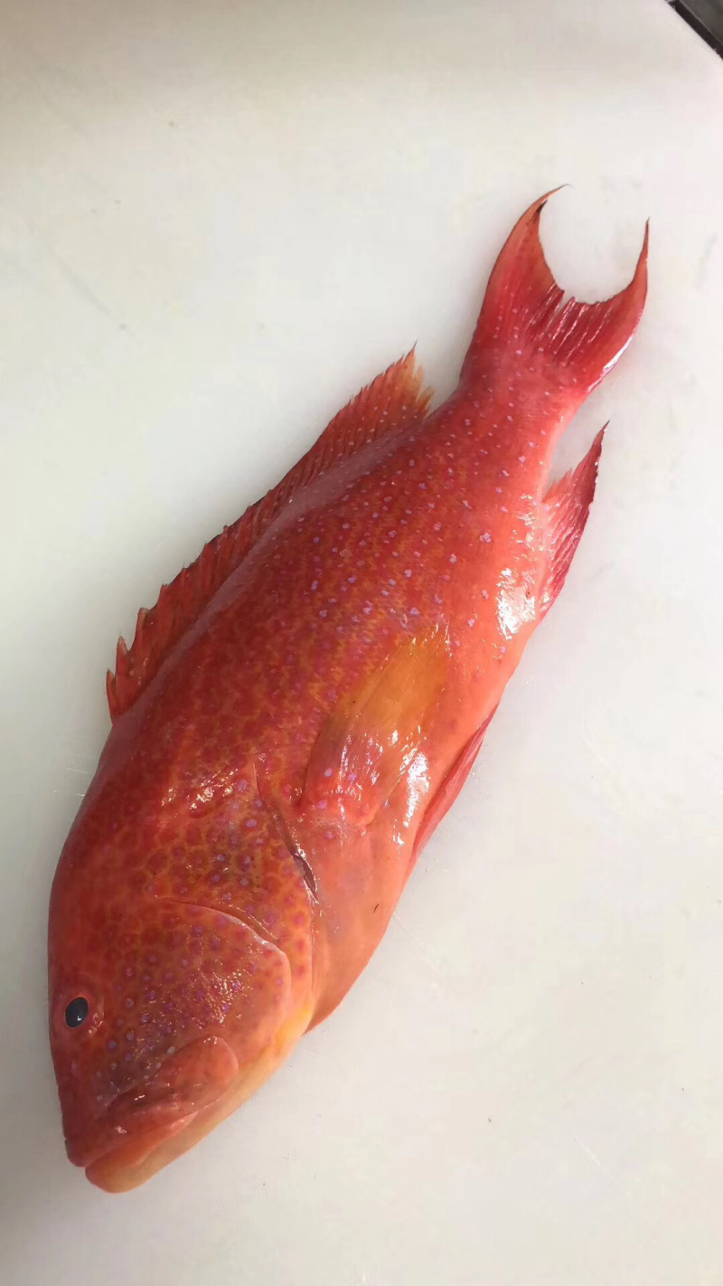 刺身日料食材深海鱼野生钓口鱼海钓鱼