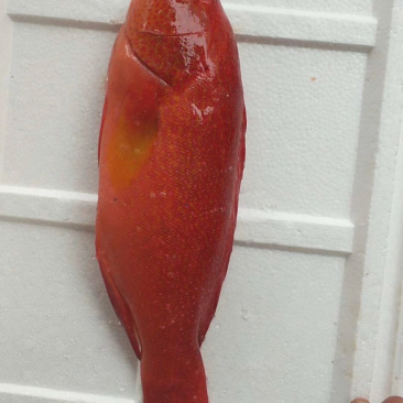 刺身日料食材深海鱼野生钓口鱼海钓鱼