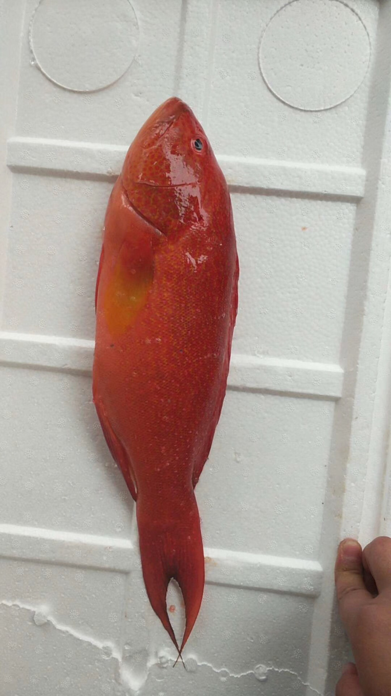 刺身日料食材深海鱼野生钓口鱼海钓鱼