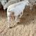 白头杜泊（澳洲白）种公羊种母羊羊羔羊苗活体