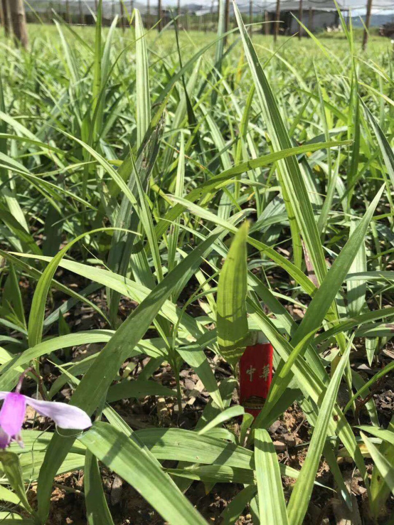 白芨种苗紫花三叉白芨苗白芨苗批发商包技术白芨苗