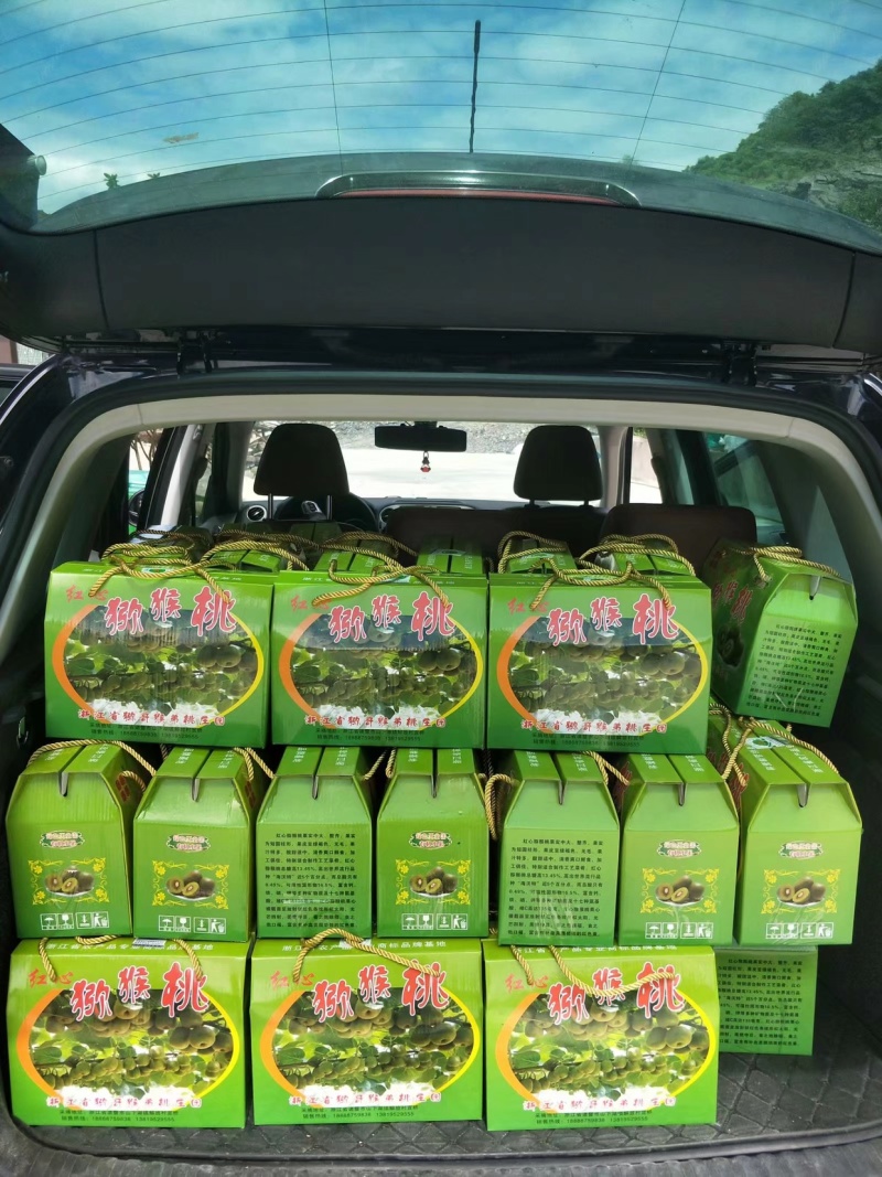 高山香甜多汁的红心猕猴桃新鲜现摘