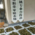 高山香甜多汁的红心猕猴桃新鲜现摘