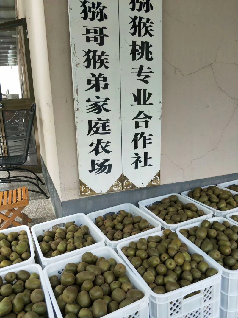 高山香甜多汁的红心猕猴桃新鲜现摘