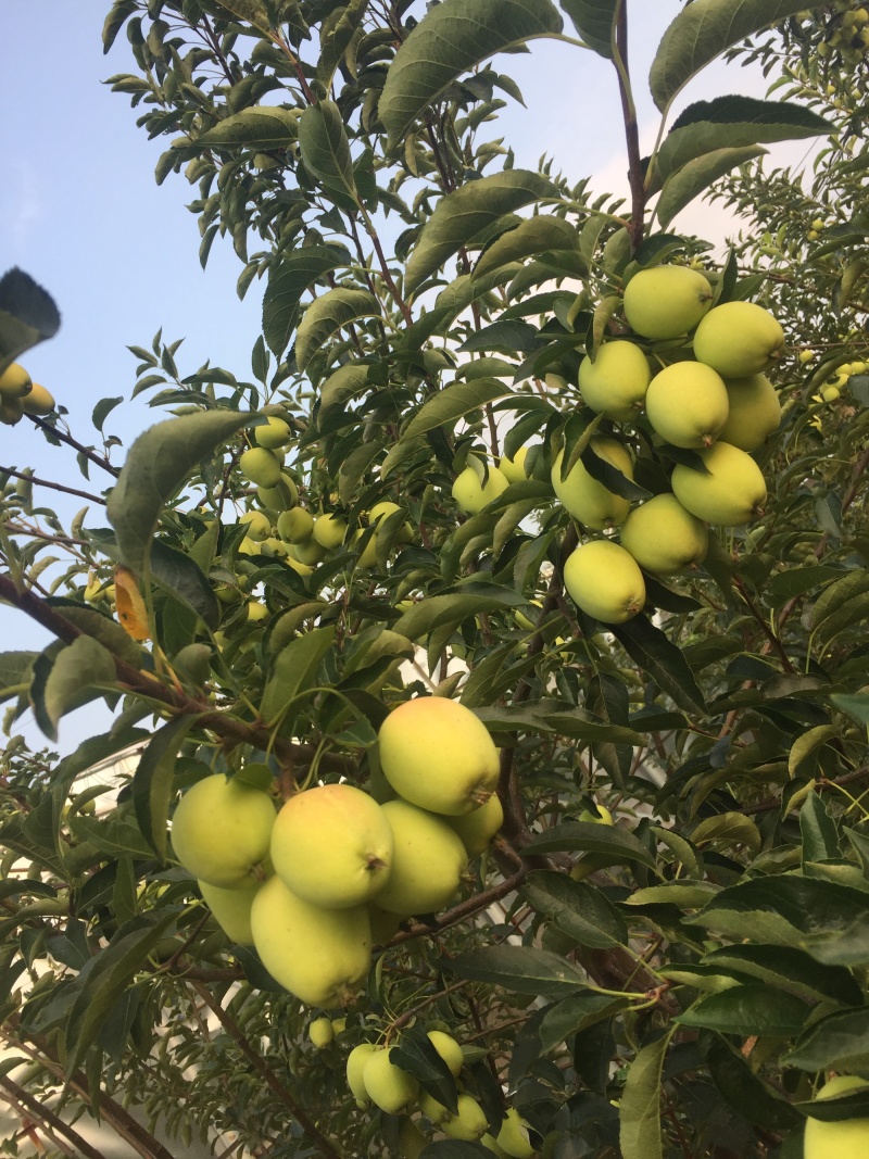 烟台鸡心果8月10号20万斤出售