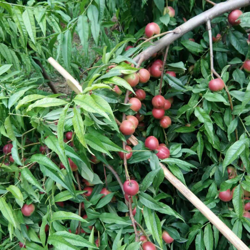 大荔珍珠早油桃，精品甜珍珠油桃离核上市，陕西产地发全国