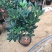 名贵四季杜鹃茶花基地直销