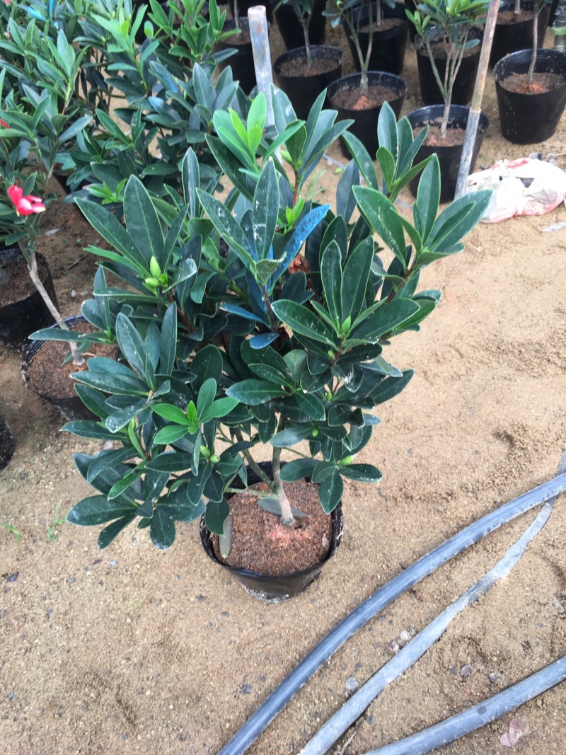 名贵四季杜鹃茶花基地直销