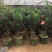 名贵四季杜鹃茶花基地直销