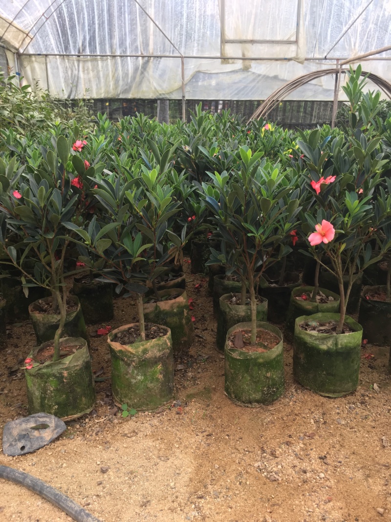 名贵四季杜鹃茶花基地直销
