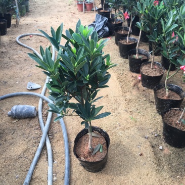 名贵四季杜鹃茶花基地直销