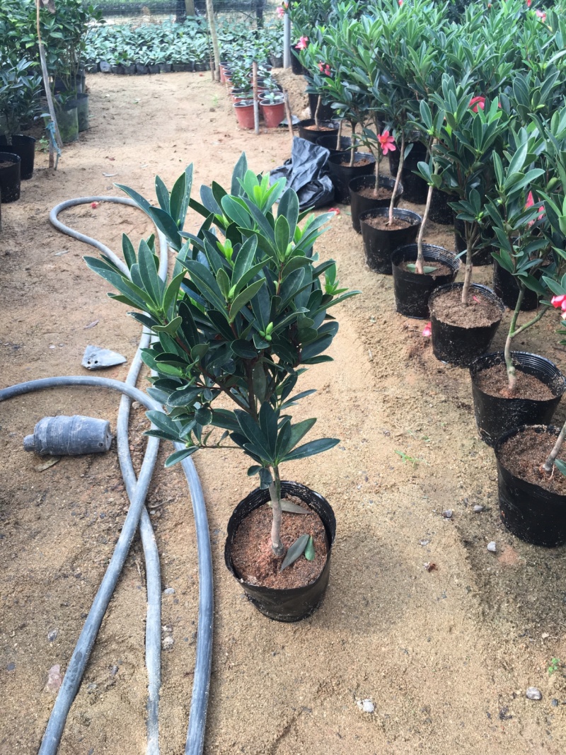 名贵四季杜鹃茶花基地直销