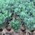 名贵四季杜鹃茶花基地直销