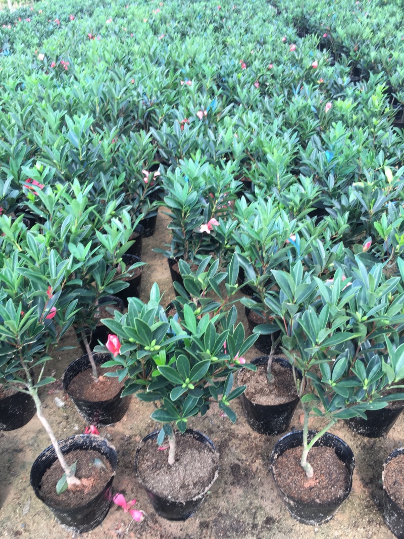 名贵四季杜鹃茶花基地直销