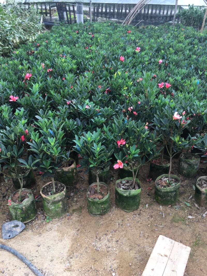 名贵四季杜鹃茶花基地直销