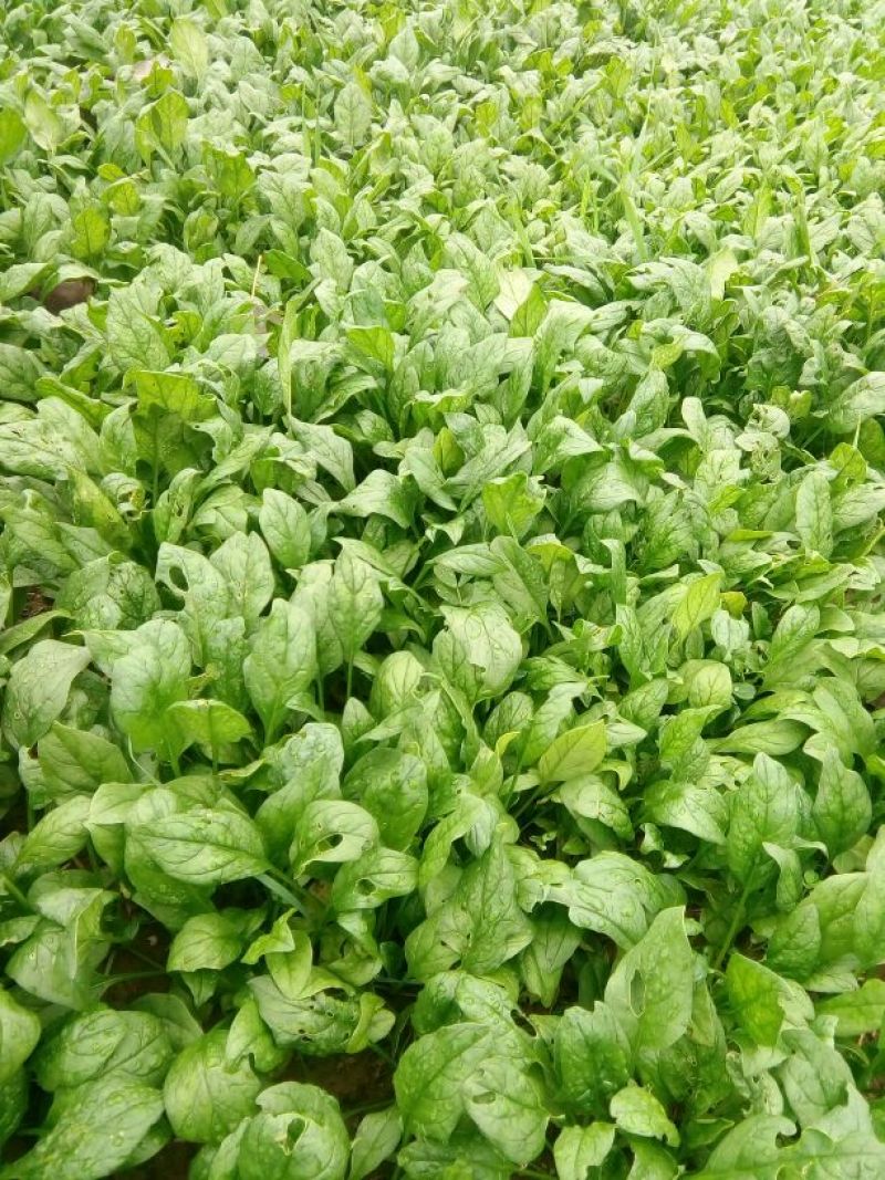 菠菜15~20厘米