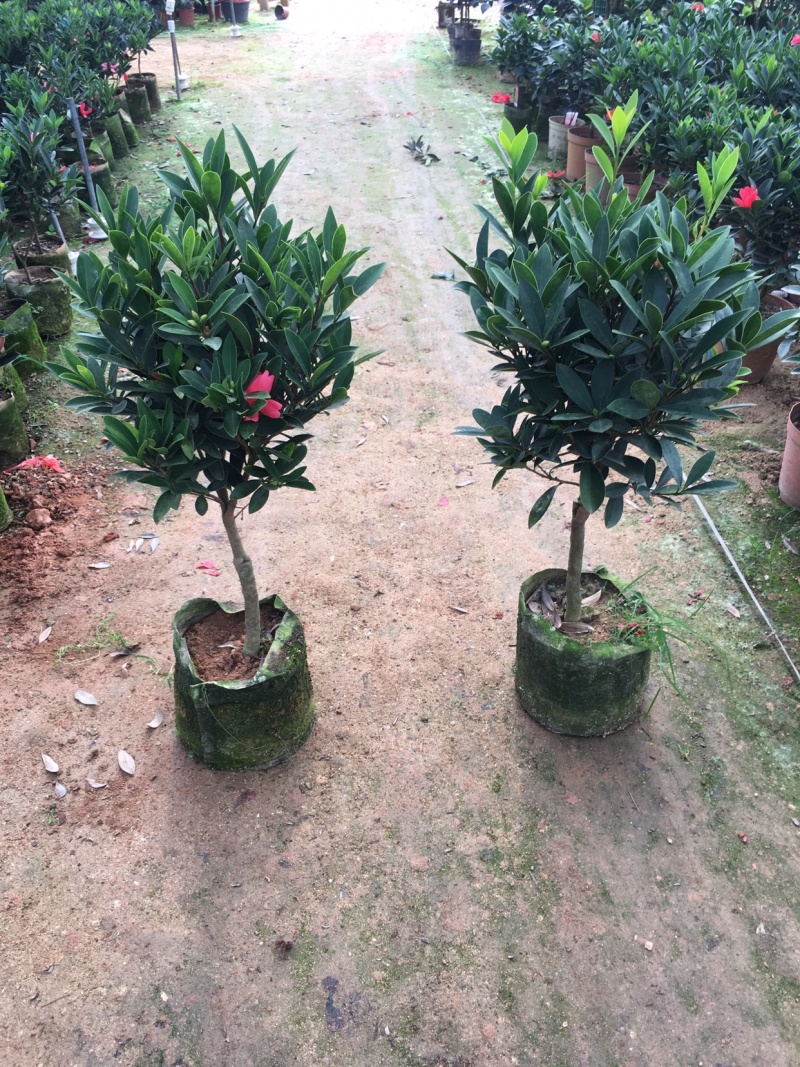 名贵四季杜鹃茶花基地直销