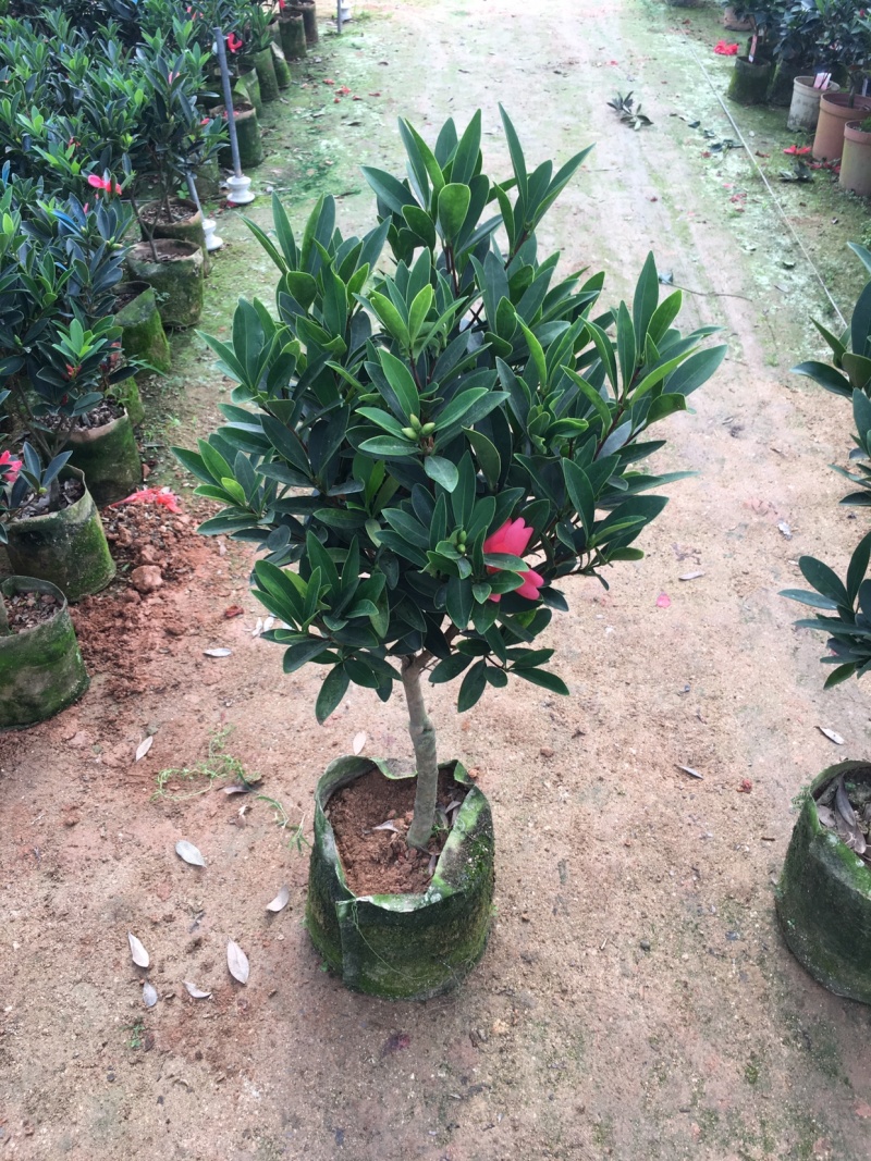 名贵四季杜鹃茶花基地直销