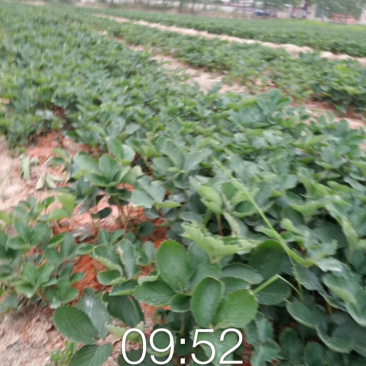 品种有-法兰地、妙香、红颜、奶油草莓苗