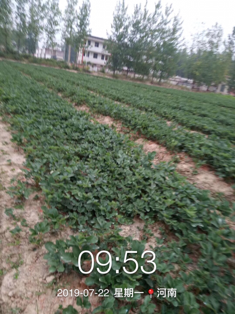 品种有-法兰地、妙香、红颜、奶油草莓苗