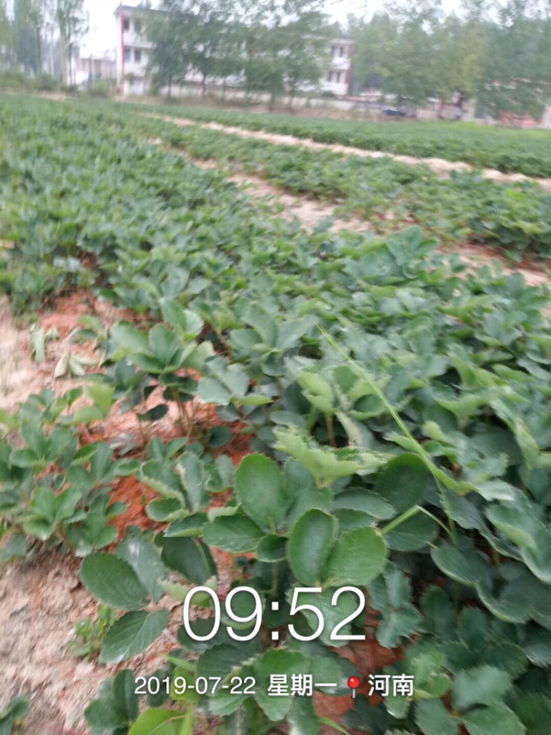 品种有-法兰地、妙香、红颜、奶油草莓苗