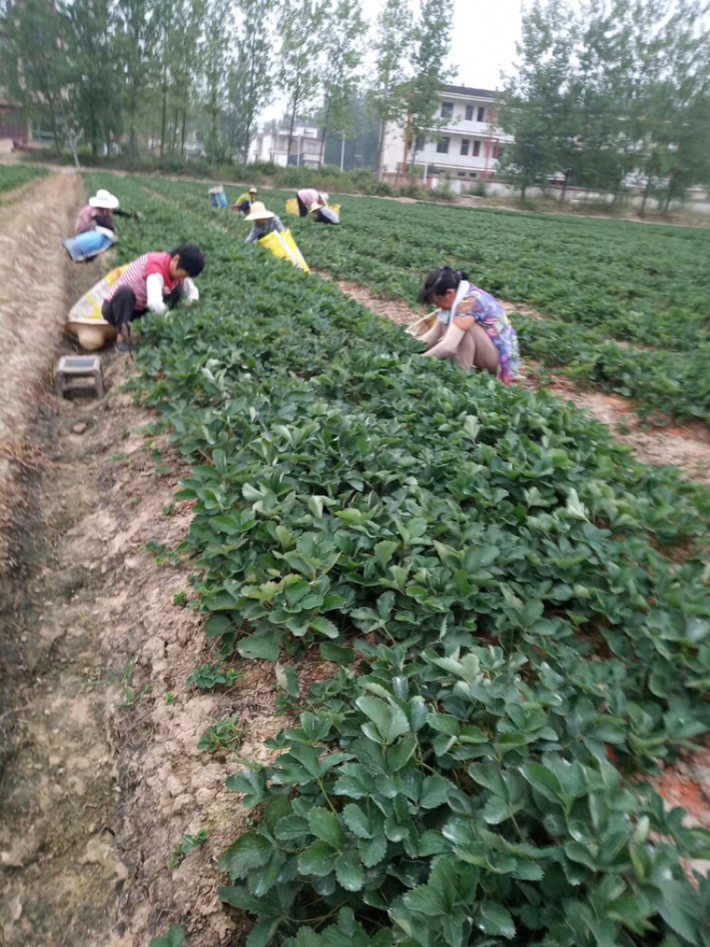 数百万株妙香、奶油、红颜、法兰蒂草莓苗等品种，火爆预定中