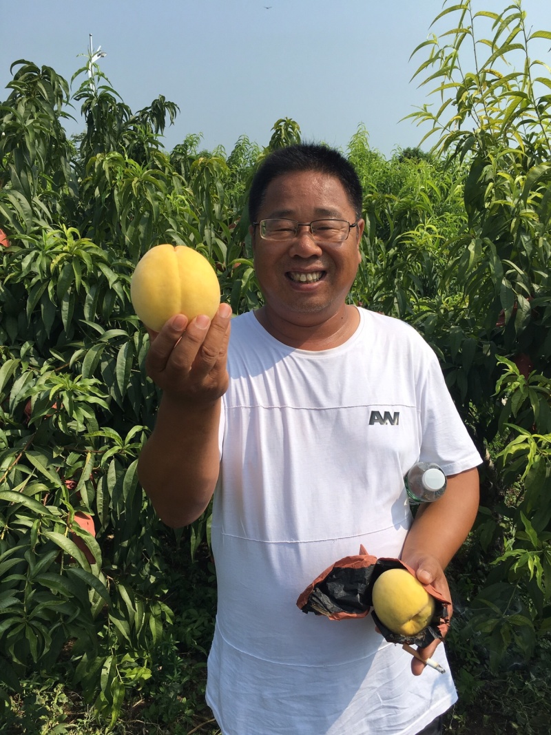 精品套袋锦绣黄桃
