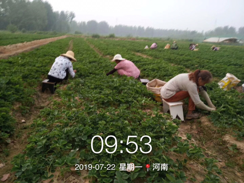 火爆预定中，妙香、奶油、红颜、法兰地草莓苗