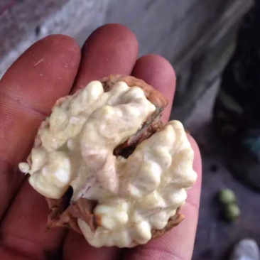 云南薄皮核桃去青皮湿核桃